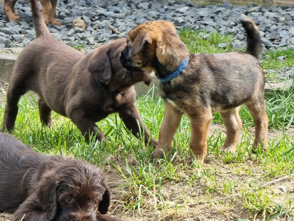 Borderterrier besuch