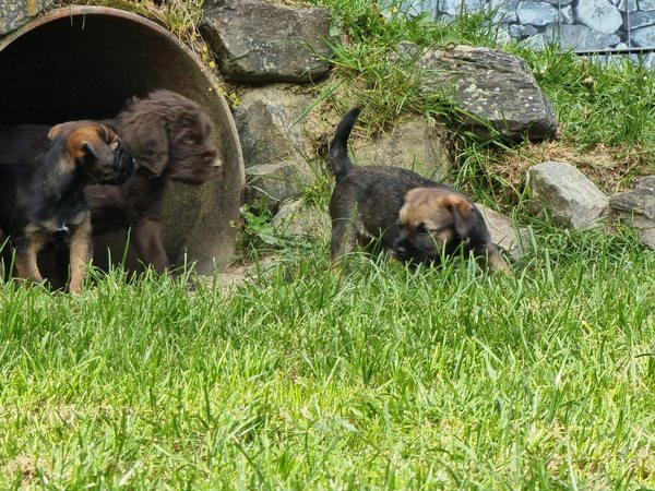 Borderterrier besuch1