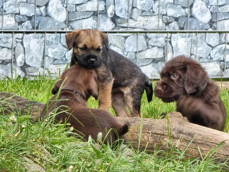 Borderterrier besuch2