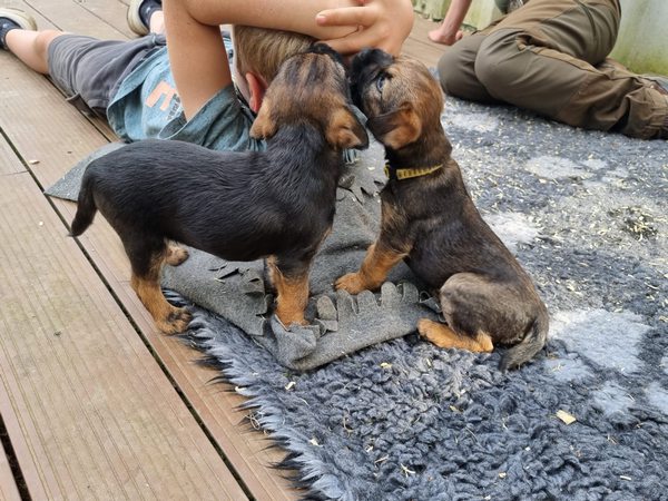 Borderterrier besuch3