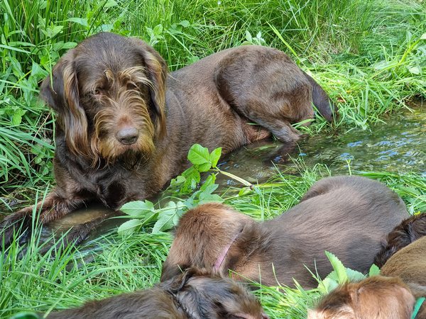 Hardy und die Kinder