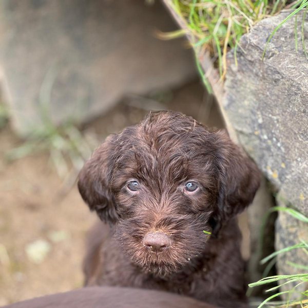 Hardy und die Kinder1