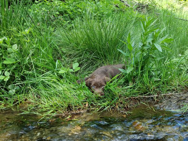 Hardy und die Kinder3