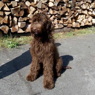 Alf C