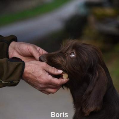 Boris 5