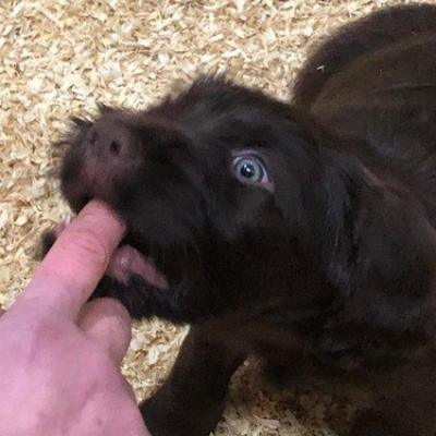 G Bwurf1