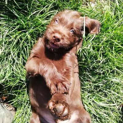 Chewbacca