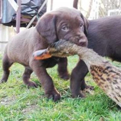 Ente