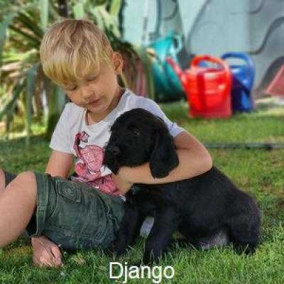Abschiedsschmerz Django300
