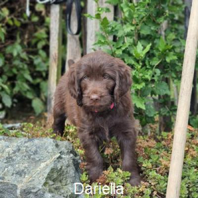 Dariella 4300