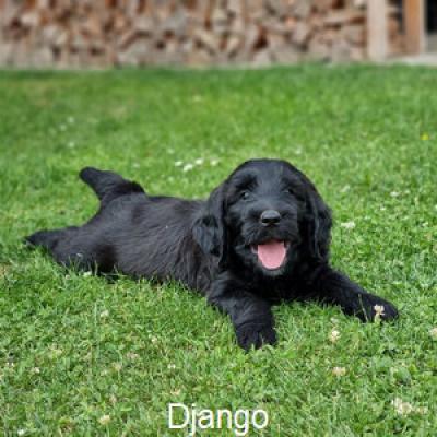 Django 11400