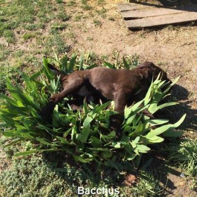 Bacchus 4