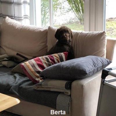 Berta 2