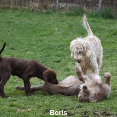 Boris 2