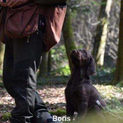 Boris 4