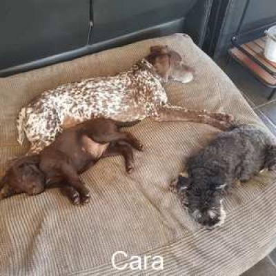 Cara2 Neues Zuhause