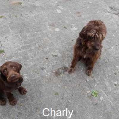 Charly2 Neues Zuhause