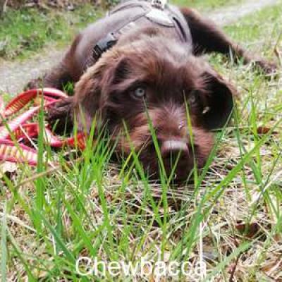 Chewbacca3 Neues Zuhause