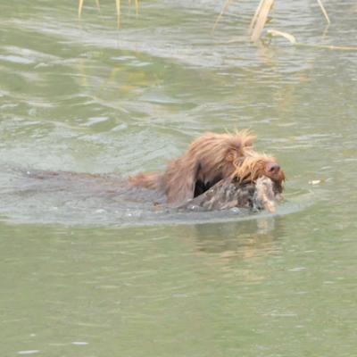 2018 08 25 Anrochte Wasser Quali Eh Hzp Alma Vom Wildenburger Land2