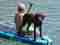 edda surfen